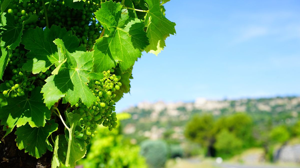 Spotřeba vína v EU klesne o osm procent, tržby vinařů spadnou na půlku